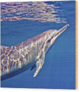 Dolphin Reflections Wood Print