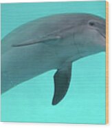 Dolphin Wood Print