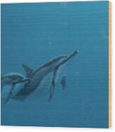 Dolphins In Open Water Wood Print