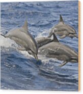 Dolphins Leaping Wood Print