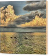 Dolphins Play At Sanibel Island Wood Print