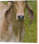 Domestic Cattle Bos Taurus Male Wood Print