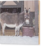 Donkey Watching It Snow Wood Print