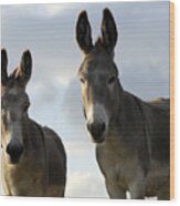 Donkeys #599 Wood Print