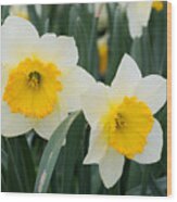 Double Daffodils Wood Print
