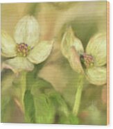 Double Dogwood Blossoms In Evening Light Wood Print
