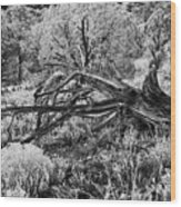 Downed Cypress Sedona Arizona Number Five Wood Print