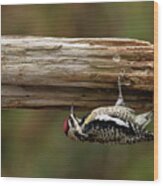 Hairy Woodpecker Wood Print