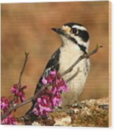 Downy Woodpecker In Spring Wood Print