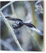 Dragon Fly Wood Print