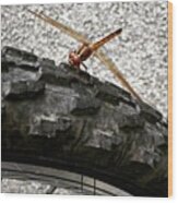 Dragon Fly Perched On Bicycle Tire Wood Print