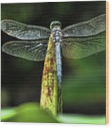 Dragonfly 1 Wood Print