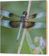 Dragonfly 12 Wood Print