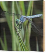 Dragonfly 13 Wood Print