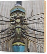 Dragonfly Face Wood Print