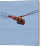 Dragonfly In Flight Close Up Wood Print