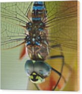 Dragonfly In Thought Wood Print