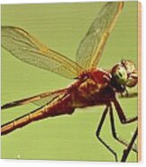 Dragonfly Is Annoyed With Me Wood Print