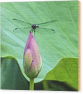 Dragonfly Landing On Lotus Wood Print