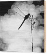 Dragonfly Lit Wood Print