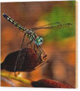 Dragonfly On A Flower Pod 002 Wood Print