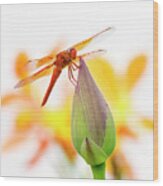 Dragonfly Perch Wood Print