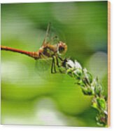 Dragonfly Sitting On Flower Wood Print