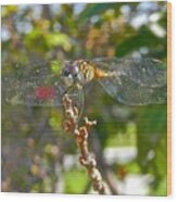 Dragonfly Smiling Wood Print