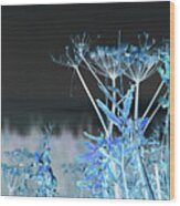 Dreamy Cow Parsnip Wood Print