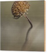 Dried Flower Close-up Wood Print