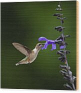 Drink In The Nectar - Ruby-throated Hummingbird Wood Print