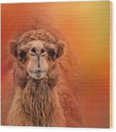 Dromedary Camel Wood Print