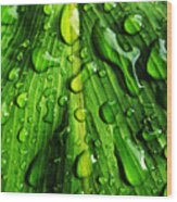 Water On Leaf Wood Print