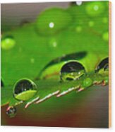 Droplets On Rose Leaf By Kaye Menner Wood Print