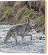 Druid Wolf 21m In Soda Butte Creek Wood Print