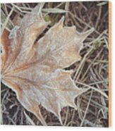 Dry Frosted Maple Leaf Wood Print