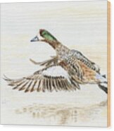 Duck Taking Off. Wood Print