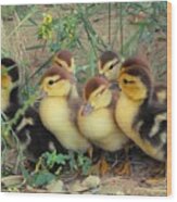 Ducklings Wood Print