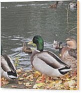 Ducks By The Pond Wood Print