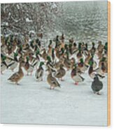 Ducks Pond In Winter Wood Print