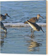 Dunking Willets Wood Print