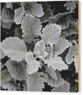 Dusty Miller Wood Print