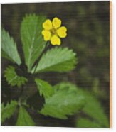 Dwarf Cinquefoil Flower Wood Print