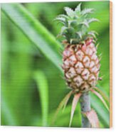 Dwarf Pineapple Wood Print
