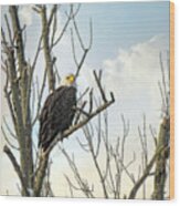 Eagle 2 Wood Print