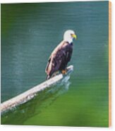 Eagle In Lake Wood Print