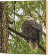 Eagle In Sitka, Alaska Wood Print