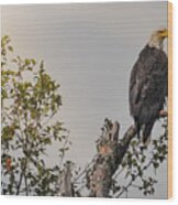 Eagle In Tree Top Wood Print