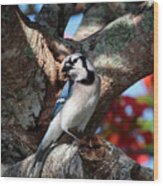 Eagle Lakes Park - Northern Blue Jay At Rest Wood Print