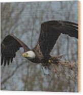 Eagle Nest Material Wood Print